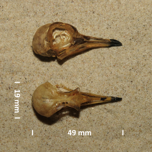 Schädel Mornellregenpfeifer