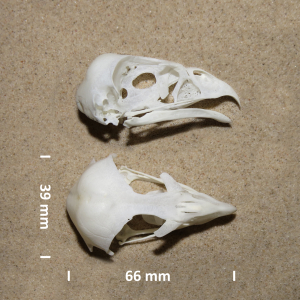 Blauwe kiekendief, schedel