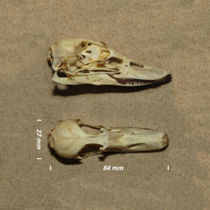 Long-tailed duck, skull