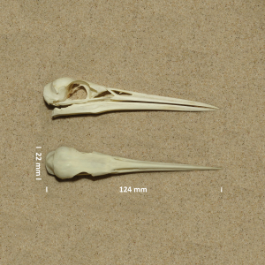 Little egret, skull