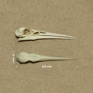 Egretta garzetta (cranium)