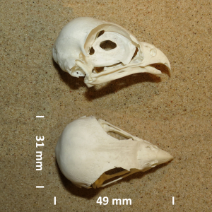 Common kestrel, skull