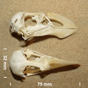 Papegaaiduiker, schedel