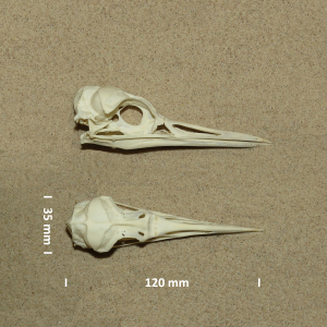 Black-throated loon, skull