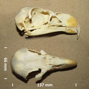 White-tailed eagle, skull