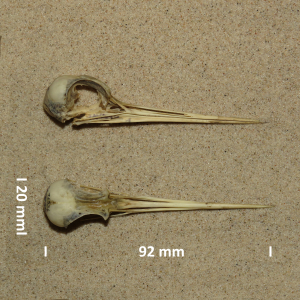 Schädel Stelzenläufer