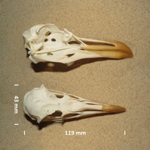 Herring gull, skull