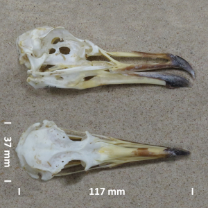 Caspian gull, skull