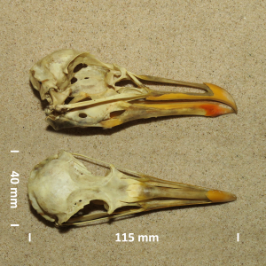 Lesser black-backed gull, skull