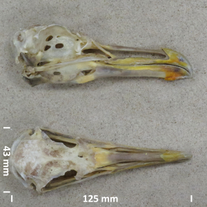Yellow-legged gull, skull