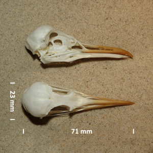 Black-headed gull, skull