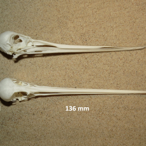 Bar-tailed godwit, skull