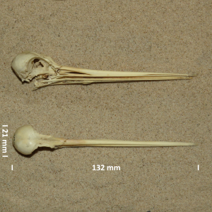 Black-tailed godwit, skull