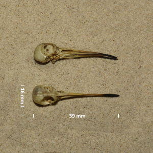 Schädel Zwergschnepfe