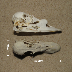 Common scoter, skull