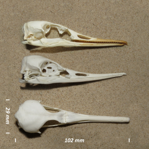 Red-breasted merganser, skull