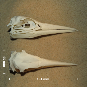 Northern gannet, skull