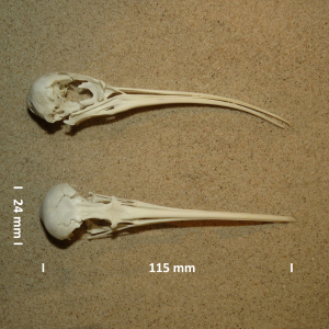 Schädel Regenbrachvogel