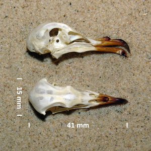 Leach's storm petrel, skull