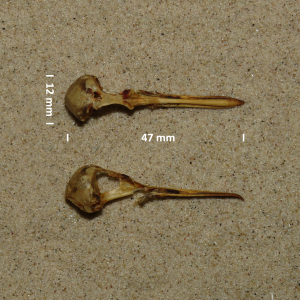 Rosse franjepoot, schedel