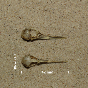 Red-necked phalarope, skull