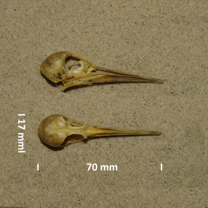 Schädel Kampfläufer