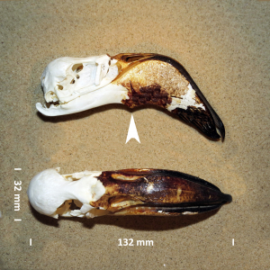 Lesser flamingo, skull