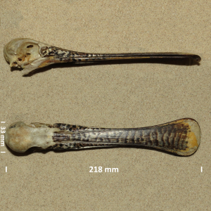 Spoonbill, skull
