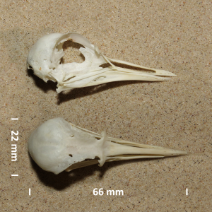 Golden plover, skull