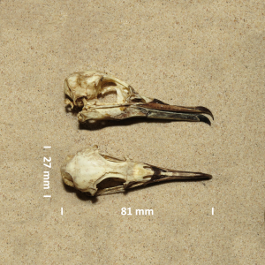 Grauwe pijlstormvogel, schedel