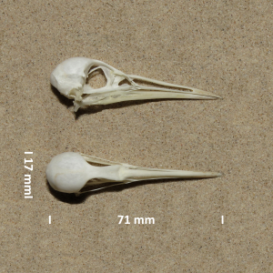 Water rail, skull
