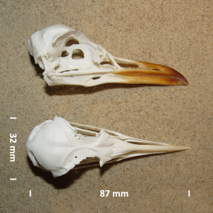 Black-legged kittiwake, skull