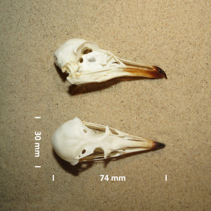 Arctic jaeger, skull