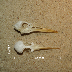 Little tern, skull