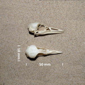 Schädel Zwergtaucher