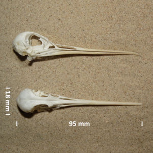 Spotted redshank, skull