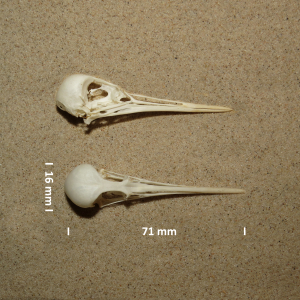 Redshank, skull