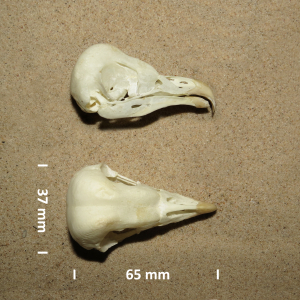 Barn owl, skull