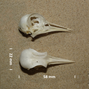 Northern lapwing, skull