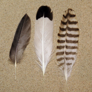 Tail feathers