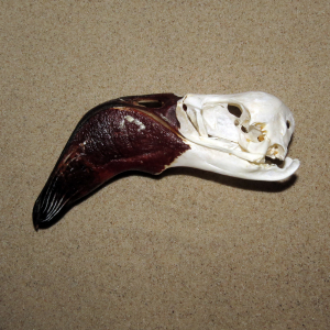 Strange bird's skulls