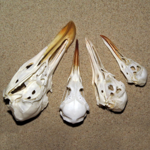 Gull skulls