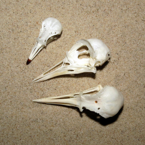 Plover skulls
