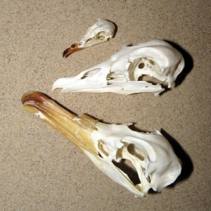 Petrel's skulls