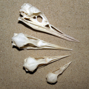Loon skulls