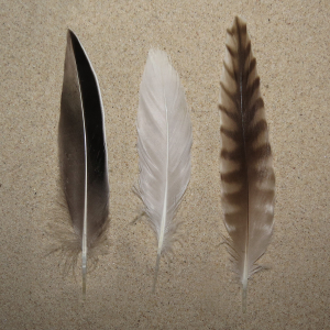 Tertial wing feathers