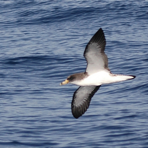 Gelbschnabel-Sturmtaucher