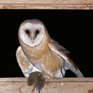 Barn owl