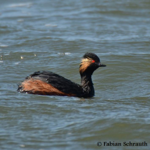 Sorthalset lappedykker