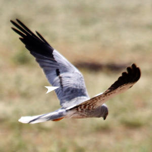 Montagu's harrier